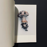 その森の子供 / MUSHROOMS FROM THE FOREST 2011 / ホンマタカシ
