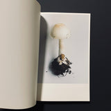 その森の子供 / MUSHROOMS FROM THE FOREST 2011 / ホンマタカシ
